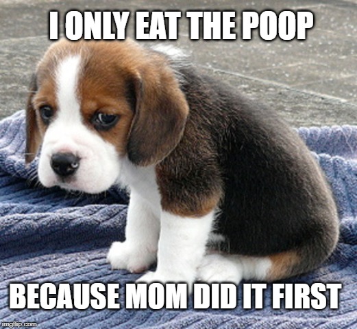 i only eat poop meme