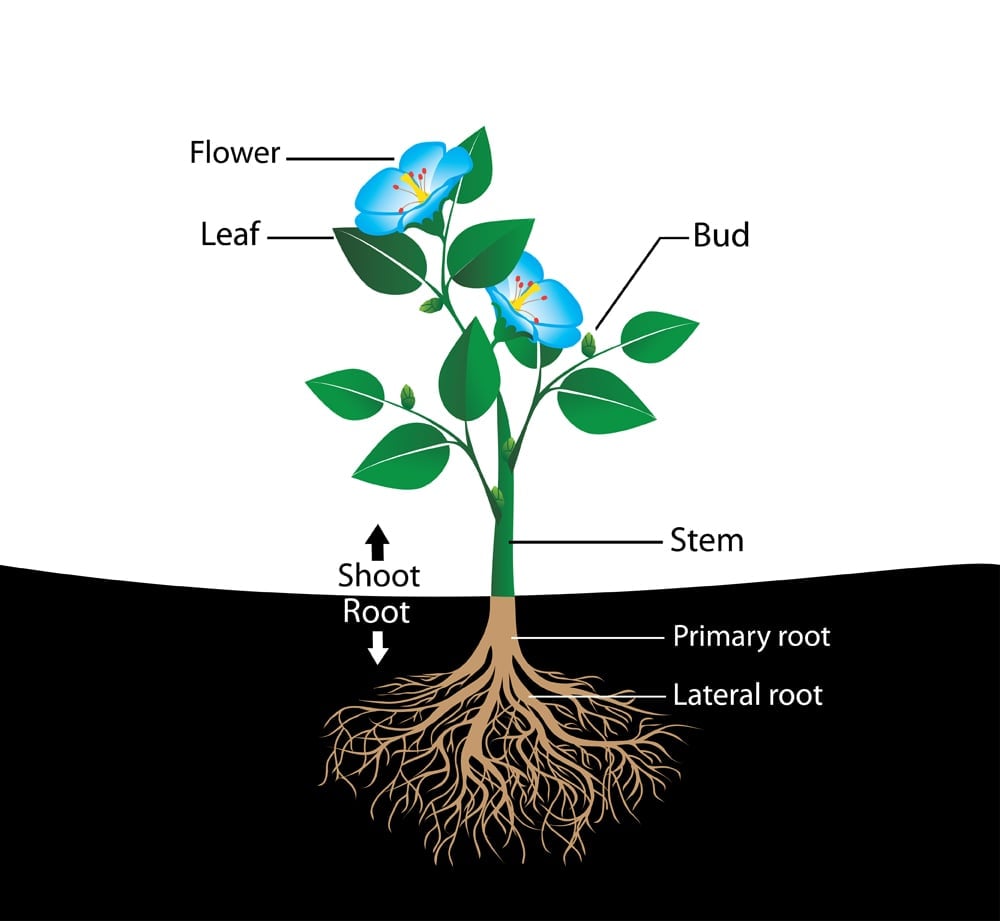 tructure of the flower, vector diagram( Nikitina Olga)s