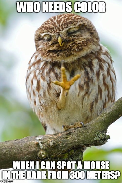 Nocturnal Adaptations Explained: How Nocturnal Animals Hunt In Dark? Nocturnal Adaptations Explained: How Nocturnal Animals Hunt In Dark?