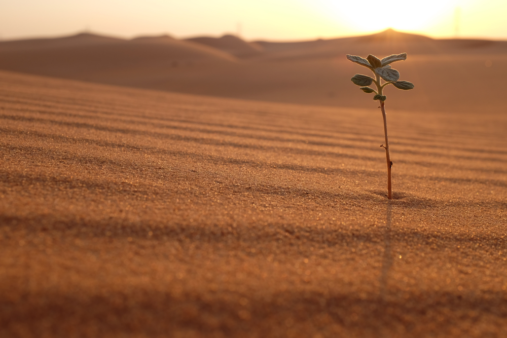 Uma planta em uma paisagem desértica ao nascer do sol (John Kevin) s