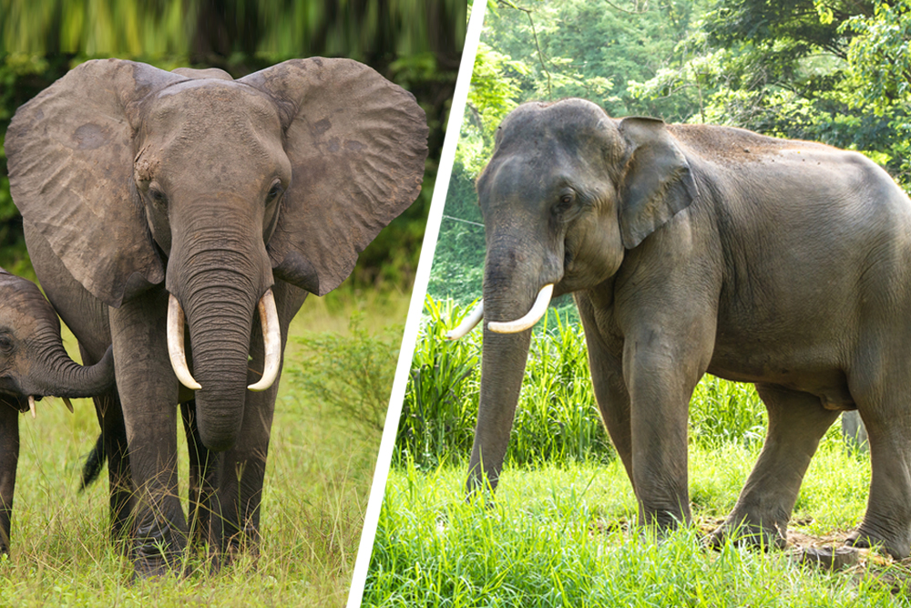 Elefante africano e elefante asiático