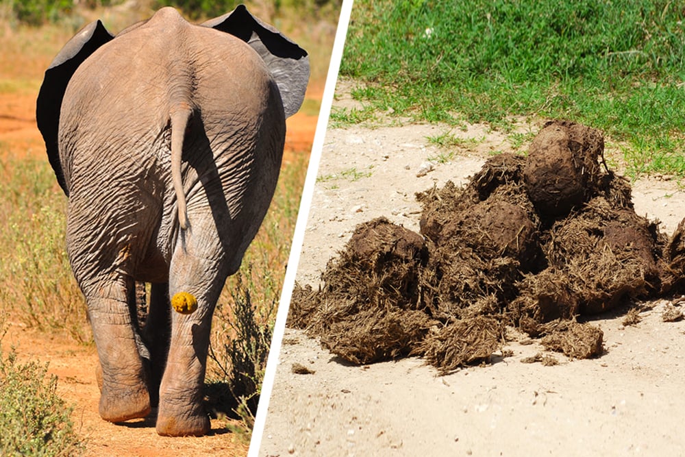 An elephant poops over 15 times in a day
