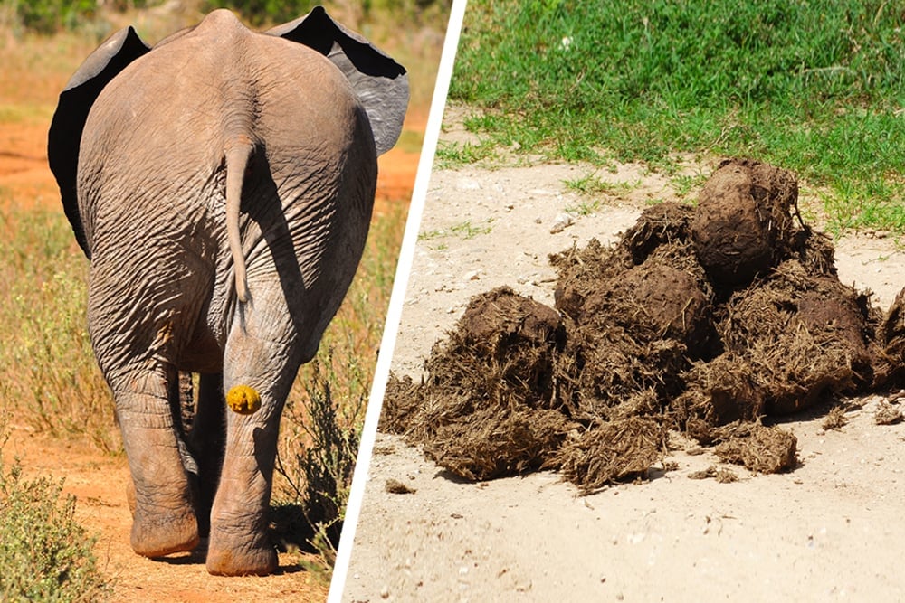 Elephant Poop Science What Can We Know About Elephants Elephant Poop Science What Can We Know About Elephants