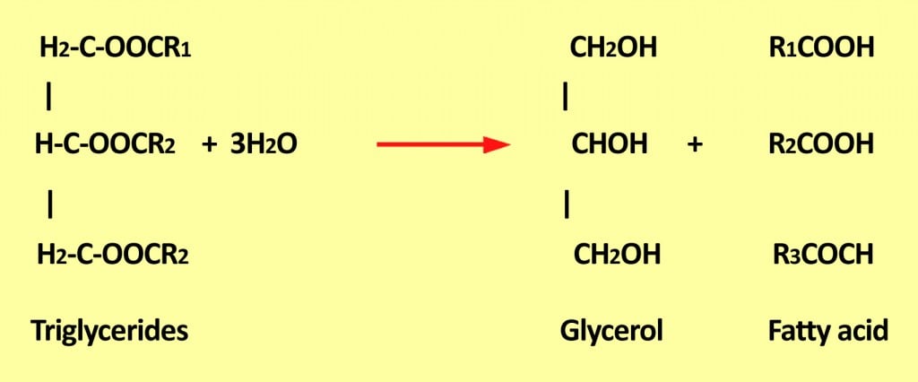 Chemical equation for hydrolysis of fatty acid