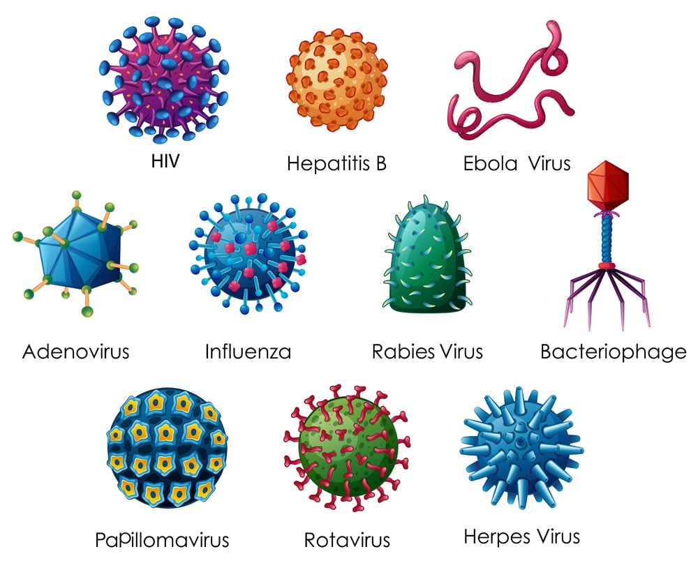 Diagrama mostrando diferentes tipos de vírus (GraphicsRF)s