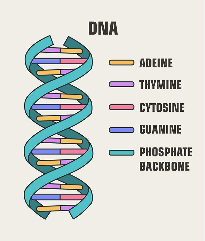 Ícone da estrutura da molécula de DNA (ShadeDesign)s