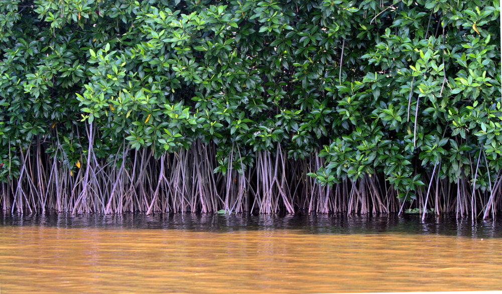 Floresta de mangue (Oliver Osvald) s