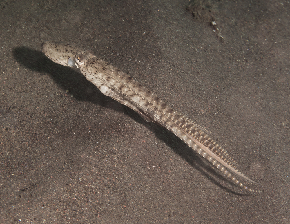 Mimic Octopus simulating a squid as defense, Bali Indonesia(Aquarius Traveller)s