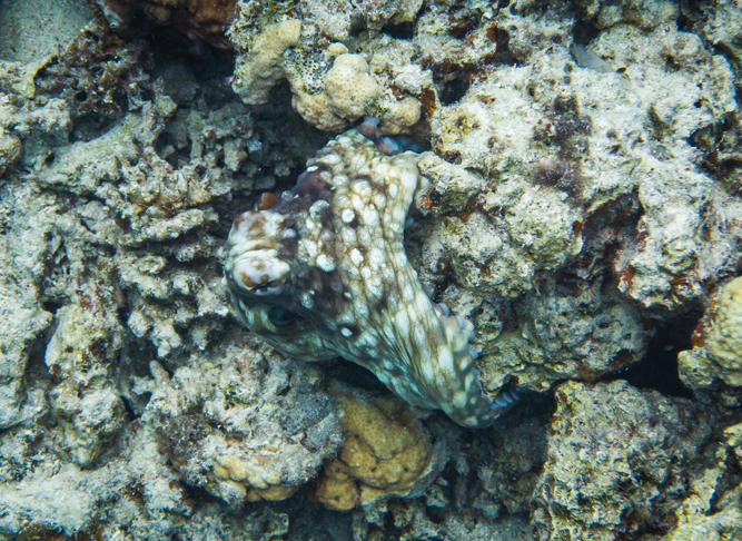 Octopus changing color and hiding in Red Sea bottom, Egypt(marketa1982)S