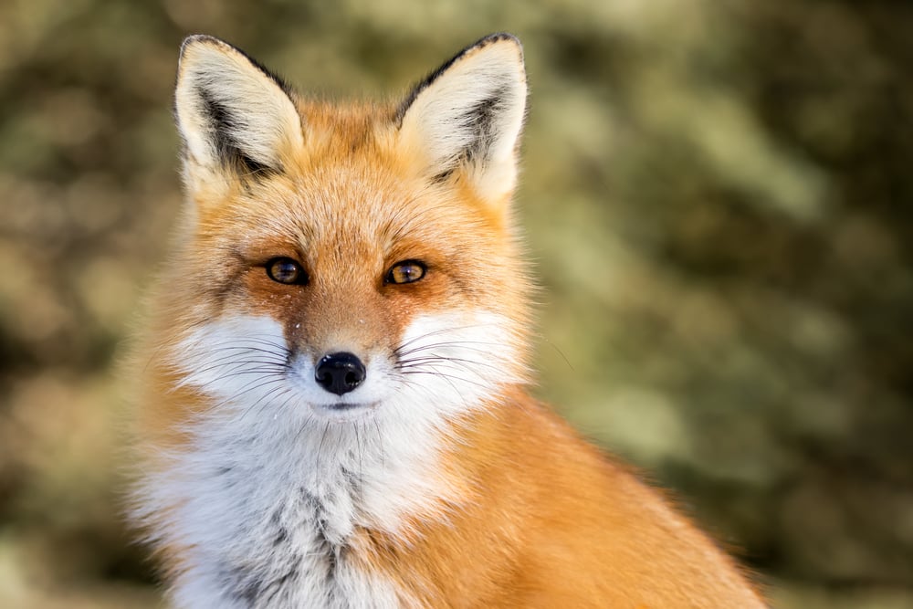 Red Fox - Vulpes vulpes, sitting up at attention, direct eye contact