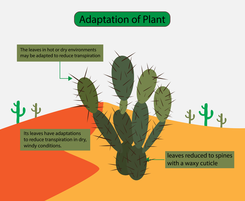 As folhas em ambientes quentes ou secos podem ser adaptadas para reduzir a transpiração, plantas do deserto (Nasky) s
