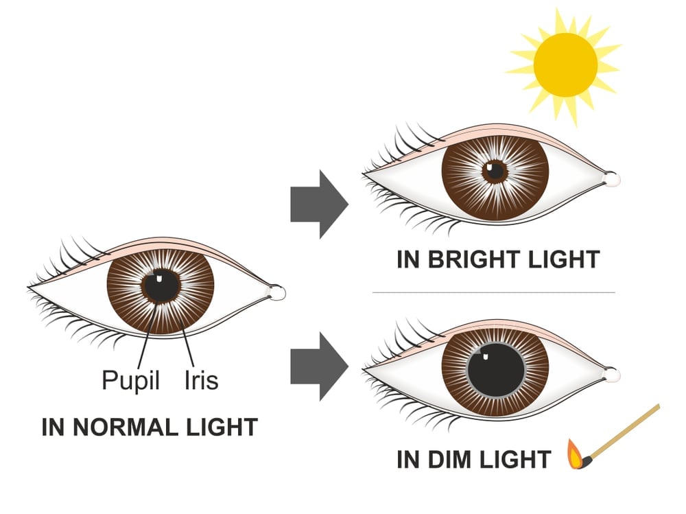 The pupillary reflex controls the diameter of the pupil(Soleil Nordic)s
