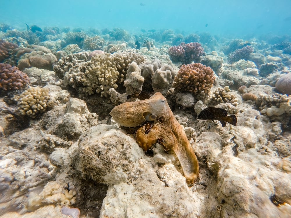 big blue octopus change color to brown in red sea on coral garden with fish(Artush)s