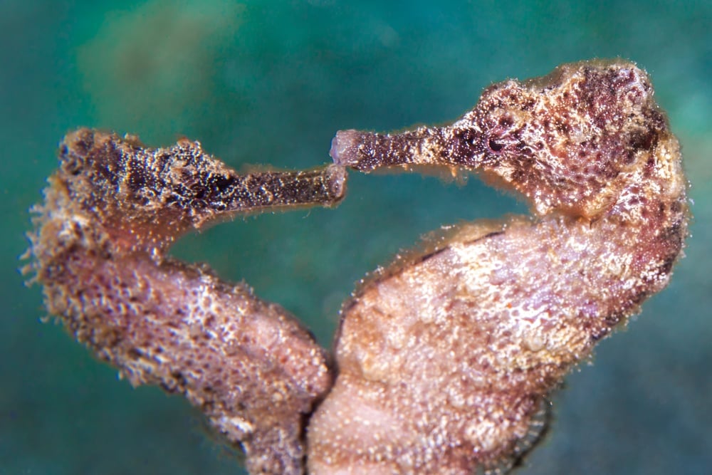 dança Cavalo-marinho no mar do Caribe em mergulho em Curaçao (NaturePicsFilms) S