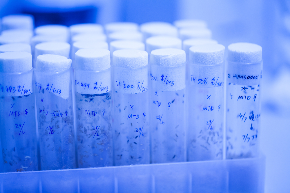fruit flies in test tube(Chu Xiaolu)s