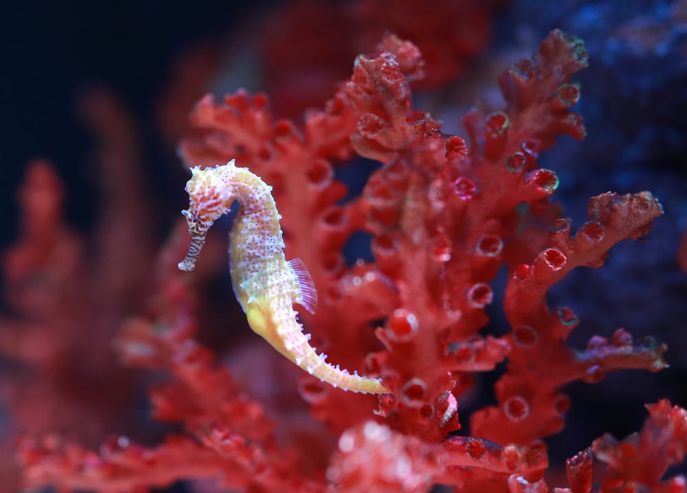 seahorse (Hippocampus) swimming(GOLFX)S