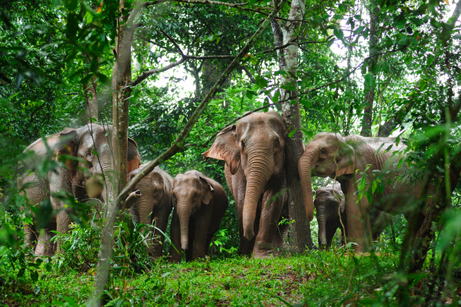 elefantes selvagens na selva da Tailândia (Taned Suparpornhemin) S