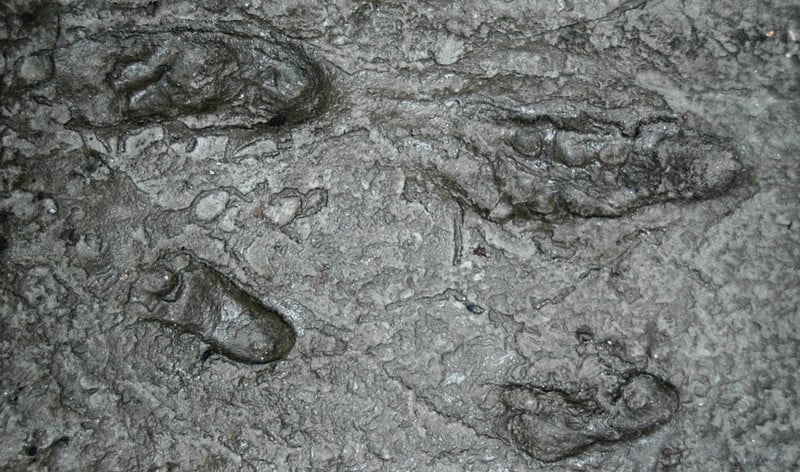 Australopithecus afarensis fossil hominid footprints