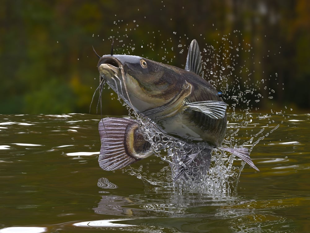 Big catfish in river jumping out of water(bekirevren)s