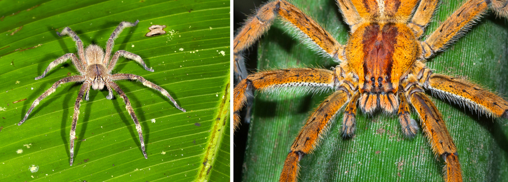 Brazilian Wandering Spider