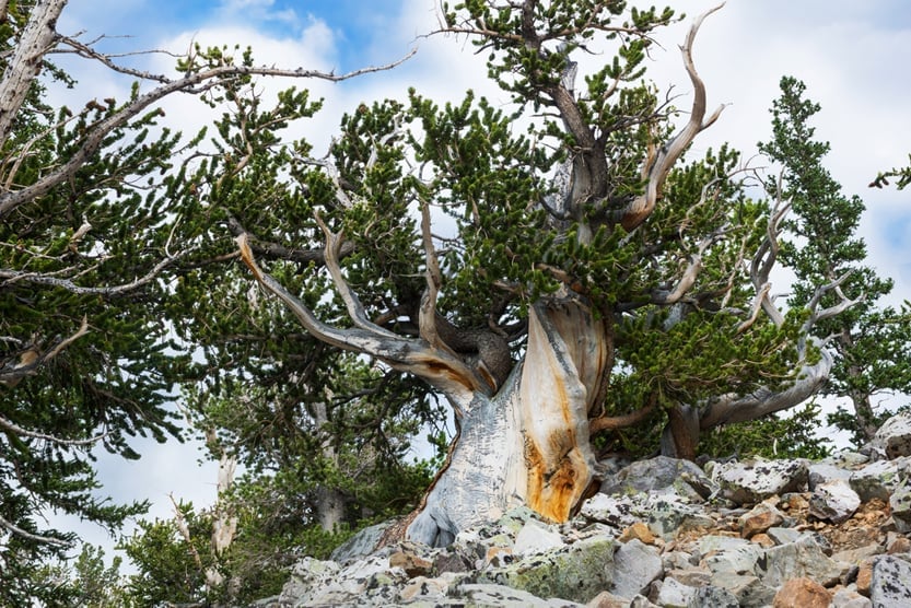 Bristlecone pines (Pinus longaeva)(IrinaK)S