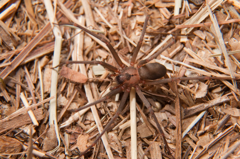 Brown Recluse, Loxosceles reclusa, a venomous spider camouflaged on dry winter grass(Sari ONeal)s