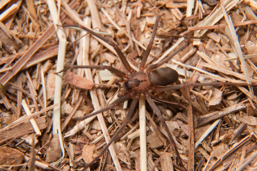 Brown Recluse, Loxosceles reclusa, uma aranha venenosa camuflada na grama seca do inverno (Sari ONeal) s
