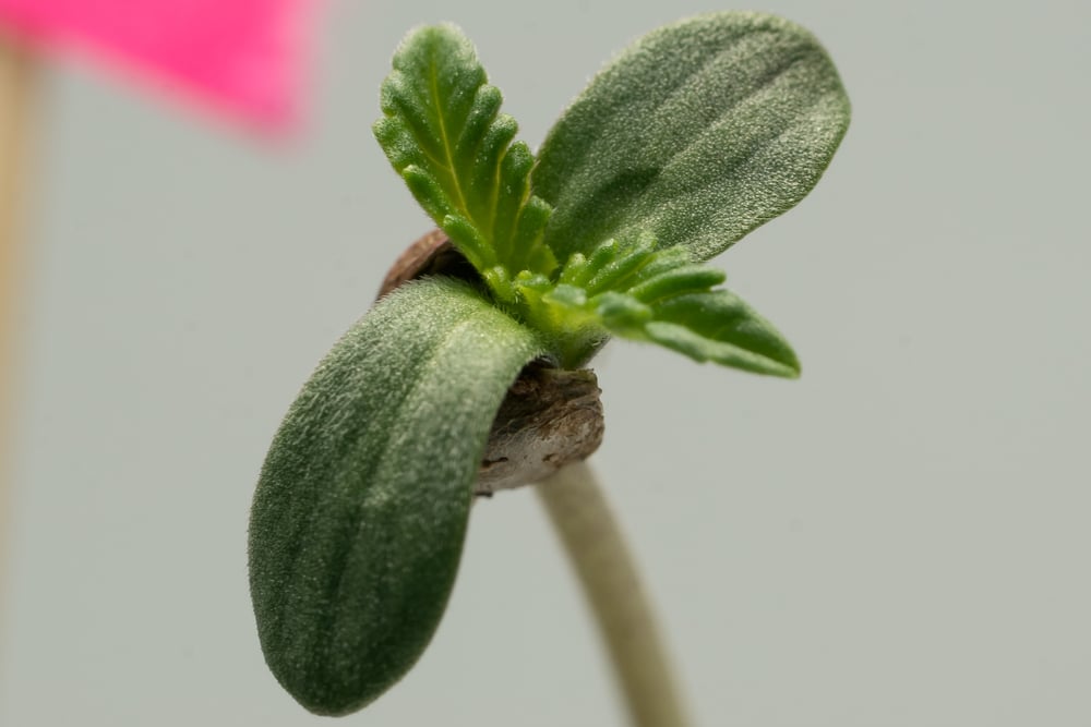 Planta de cannabis formando meristema apical (pancakenap420) s