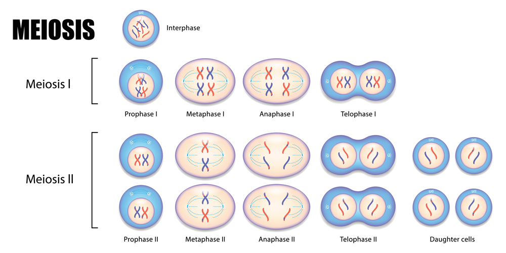 Fases cetosis pronokal