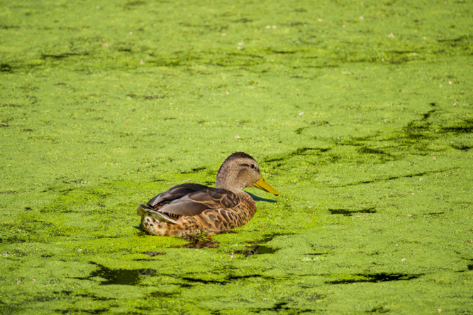 Duck swimming in a Eutrophication pond(Kit Leong)s