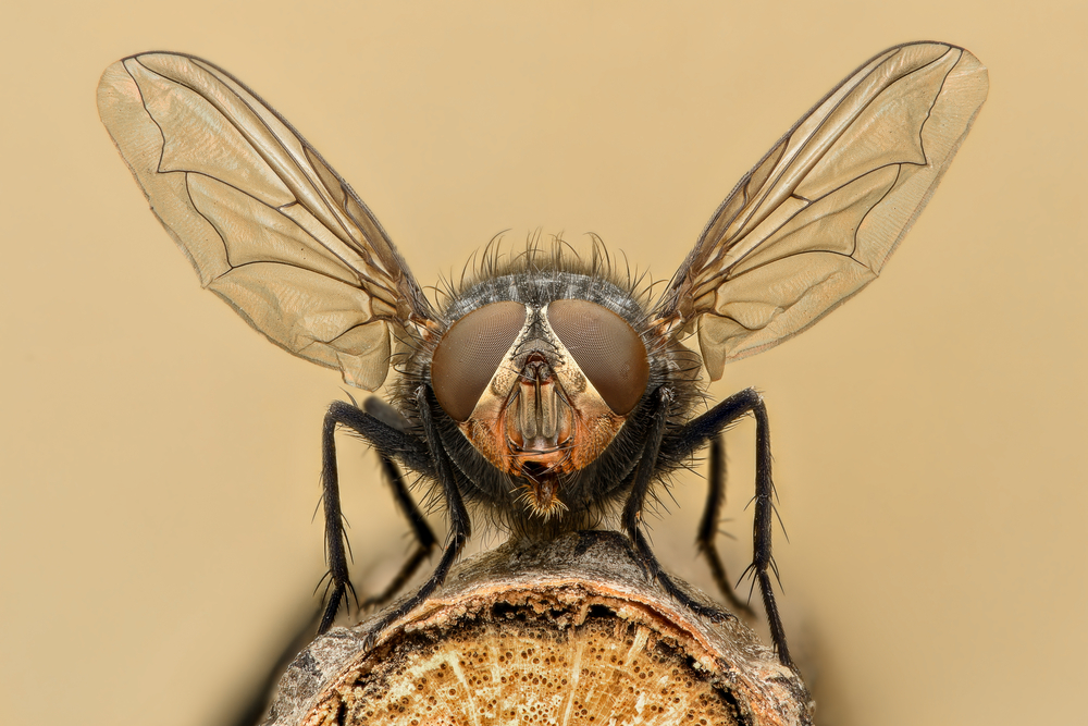 Extreme magnification(Cornel Constantin)s