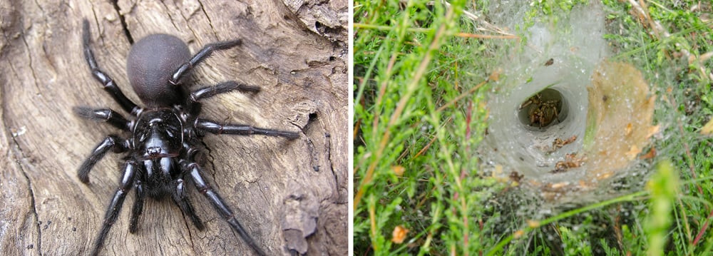 Funnel-web Spider