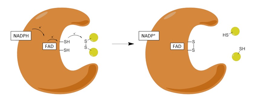 GSR Reaction