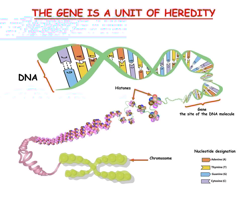 Genoma na estrutura do DNA (Zvitaliy) s
