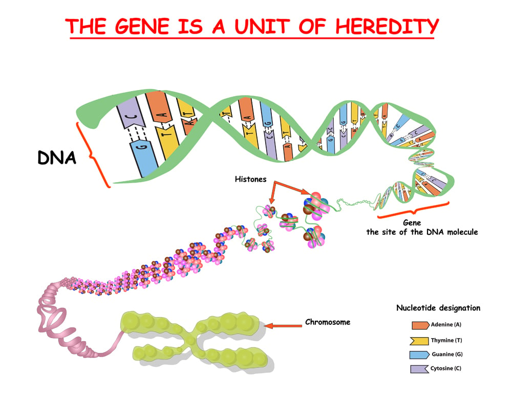 Genoma na estrutura do DNA (Zvitaliy) s