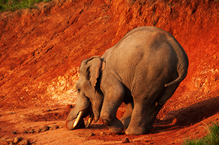 Happy a little Asian Elephant(Tanes Ngamsom)s