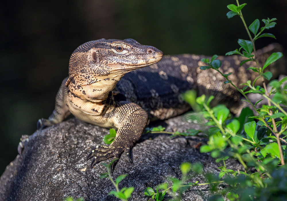 Monitor Lizard(jeep2499)s