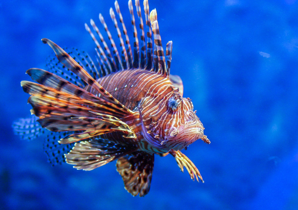 Peixe-leão-vermelho (dimakig) S