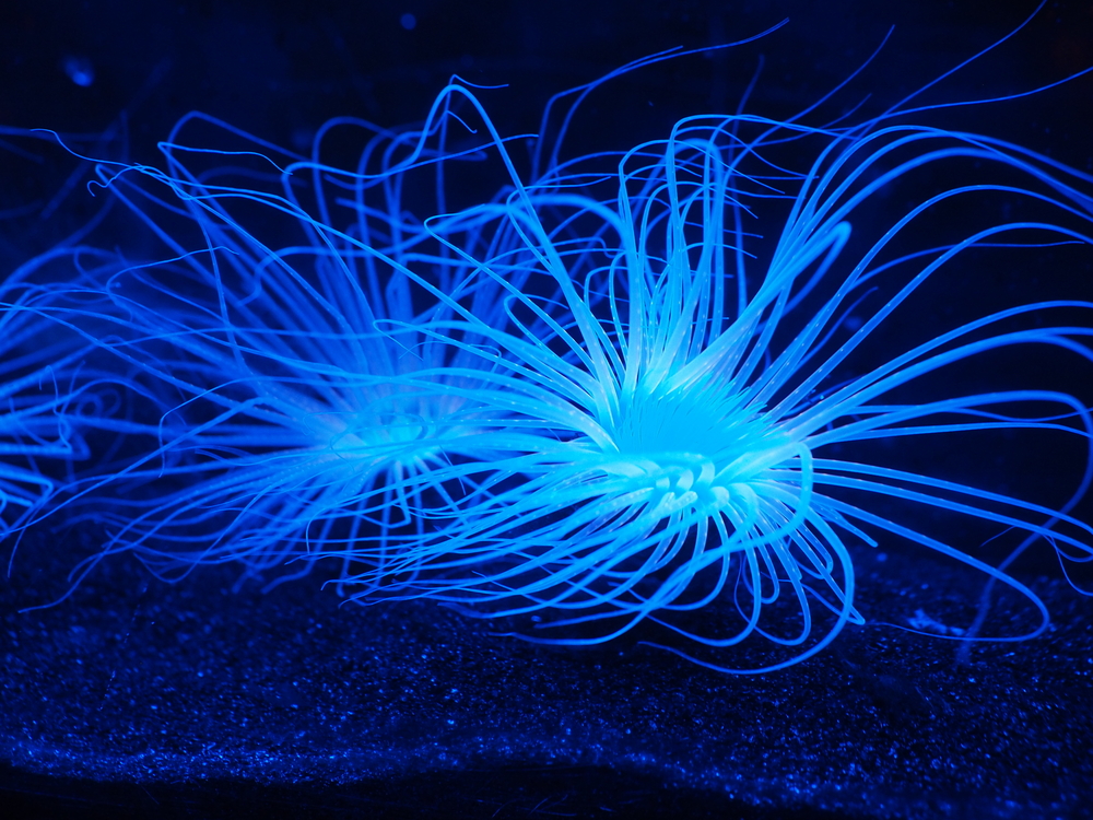 The glow of Bioluminescent(Pornprapa Korprasert)S