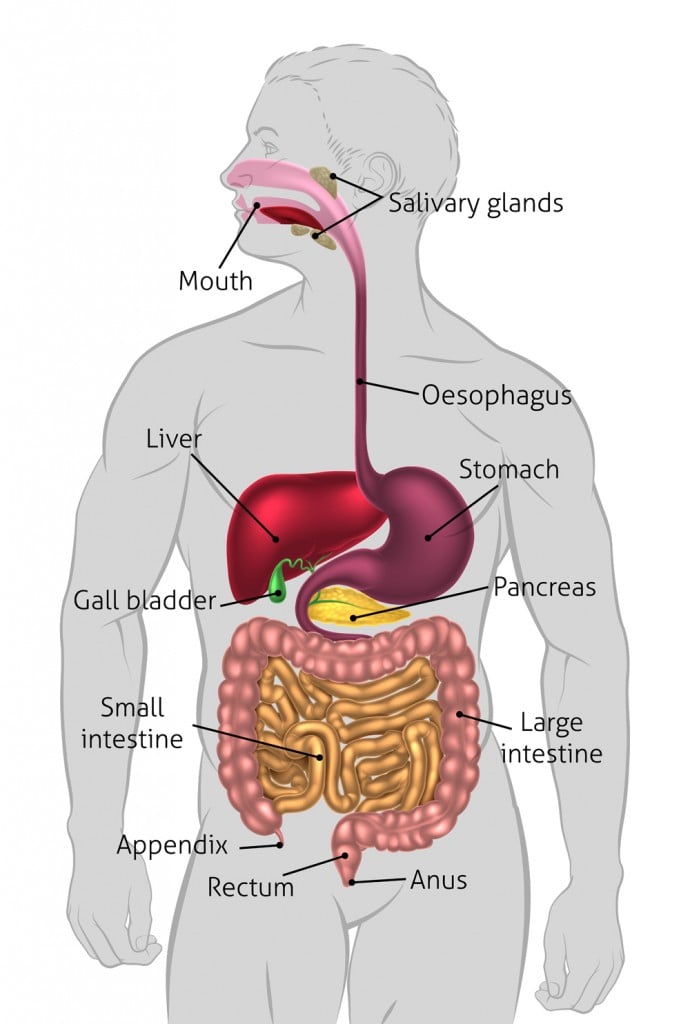O sistema digestivo humano (Christos Georghiou) S