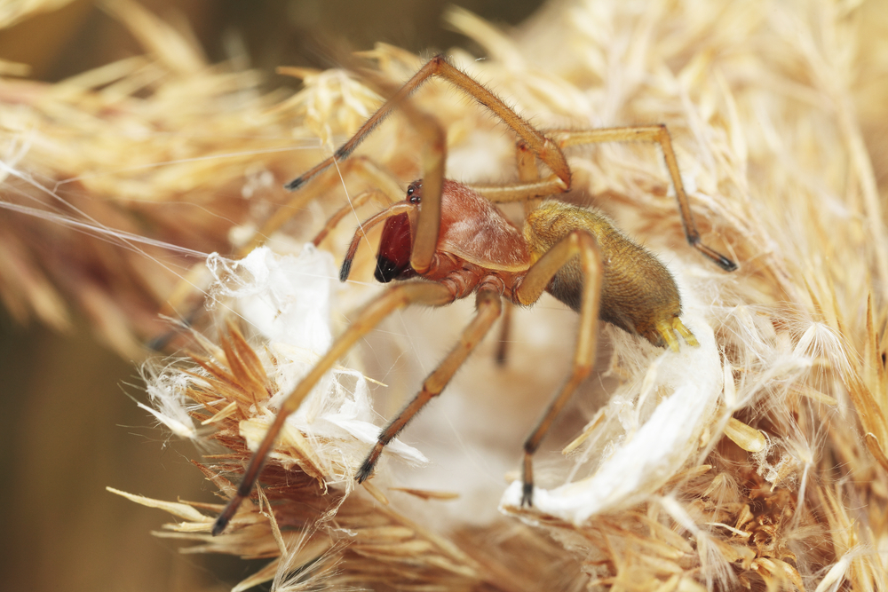 Yellow sac spider, female, Cheiracanthium punctorium(Pavel Krasensky)S