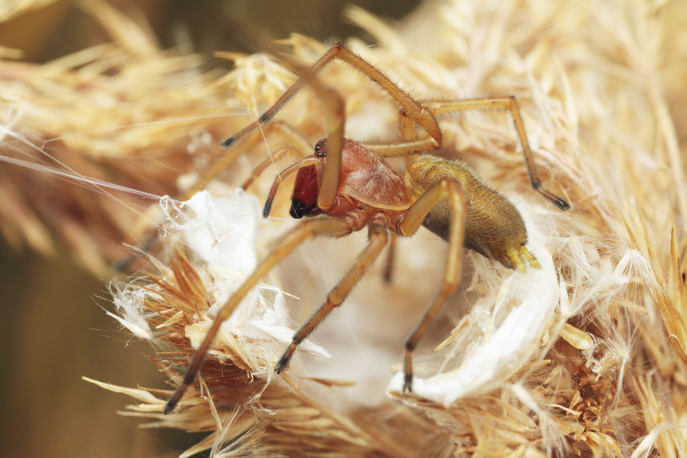 Aranha amarela, fêmea, Cheiracanthium punctorium (Pavel Krasensky) S