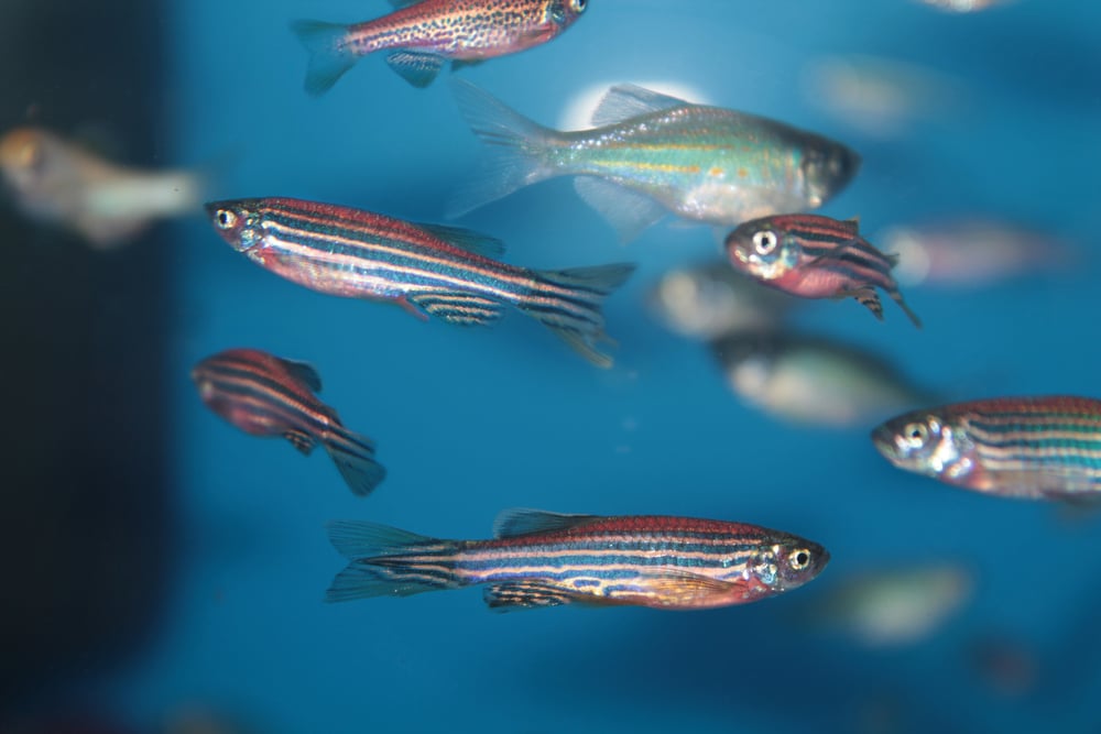 Zebrafish (Danio rerio) aquarium fish(Kazakov Maksim)S