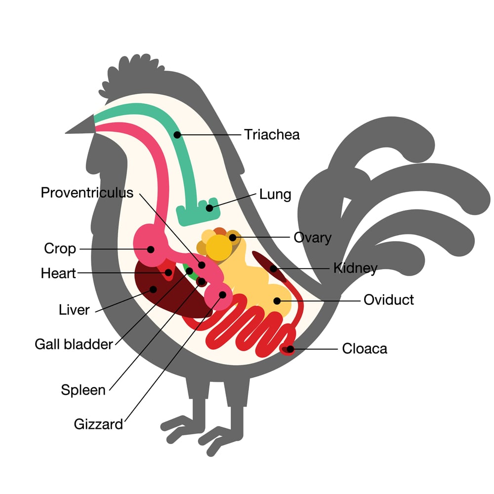 ciclo de vida dos ovos de galinha (crescimento) s
