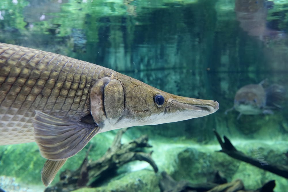 head shot of an Alligator Gar swimming around(Louis W)s