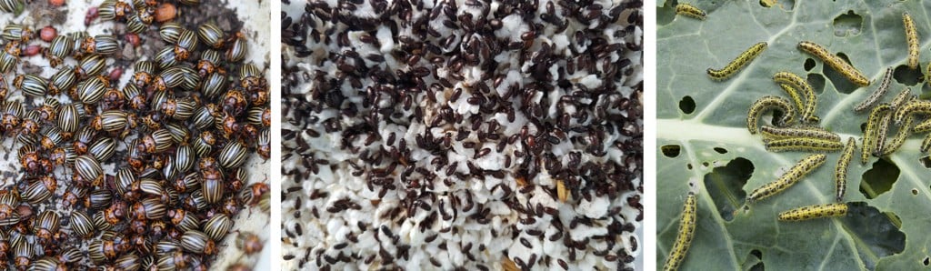 insects