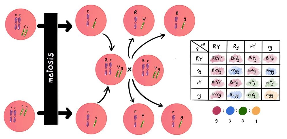 mendel, law of segregation(TATLE)s