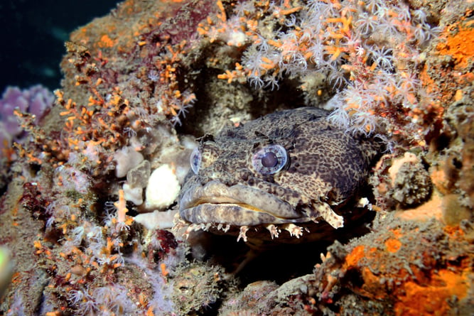 O Toasdfish perfeitamente camuflado fica entre as multidões de vida marinha que habitam um antigo naufrágio (Joe Quinn).
