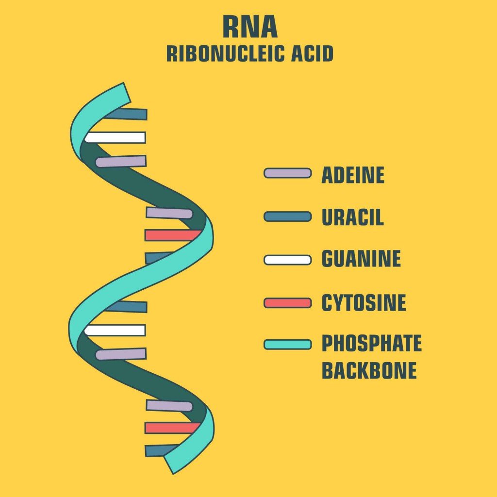 RNA Structure