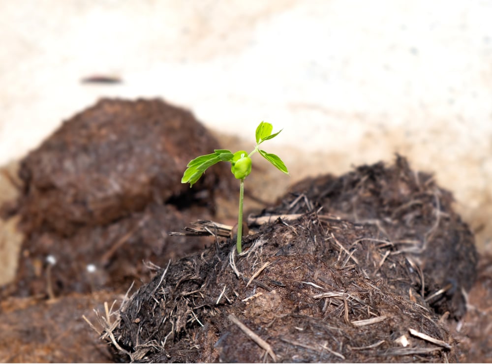 stem on elephant dung(Nattawut Areepunth)s